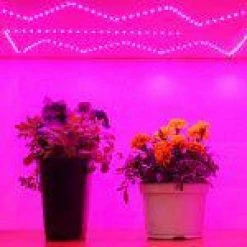 GrowFlex 16.4 ft. 28-Watt Amber Purple Grow Light by Armacost Lighting -Armacost Lighting Shop armacost lighting grow light kits 192250 1f 1000